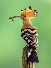Eurasian hoopoe bird in early morning light ( Upupa epops ) © Piotr Krzeslak