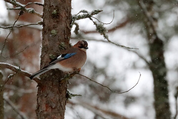 Jay