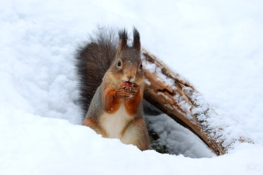Squirrel
