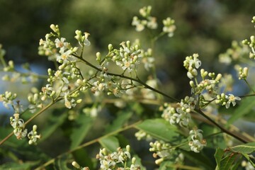 Neem flowers blooming in garden. Selective focus. Nature concept.
