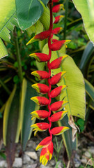 Palulu Plant with vibrant Red and Yellow Heliconia Flowers Lobster claws with background Lush Green Leaves in Tropics weather