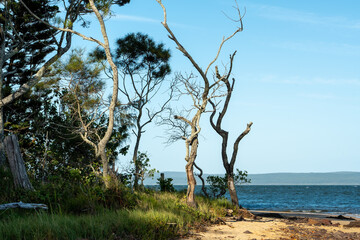 Where the Emerald Fringe meets the sand. Beach scene on Coochiemudlo Island, Queensland, Australia 