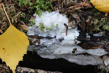 Physisporinus vitreus, polypore fungus from Finland, no common English name