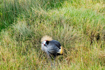 The grey-crowned crane is a crane of the Gruidae family. It commonly lives in the African savannah.