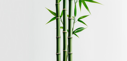 bamboo isolated on white