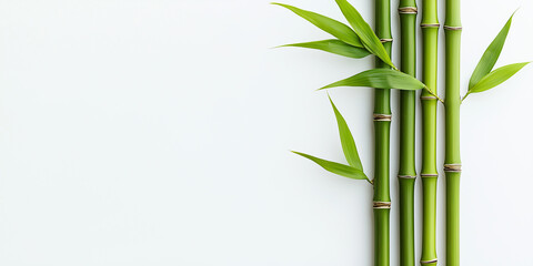 bamboo isolated on white