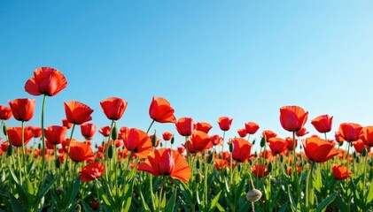 Obraz premium a bed of red poppies against a clear blue sky, , garden, floral arrangements