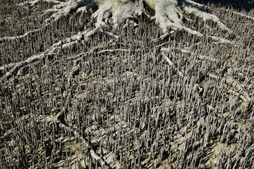 Port Keraudren mangroves forest at the west coast of Australia