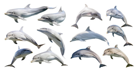 Fototapeta premium Dolphins performing various swimming poses isolated on transparent background