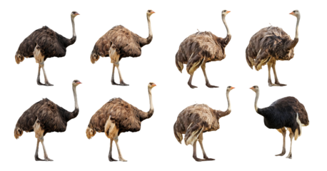 Ostrich walking and standing poses collection isolated on transparent background