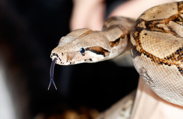A snake with a long body and a black head