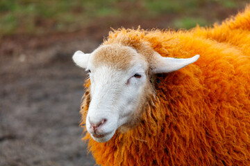 A sheep with a white face and orange wool
