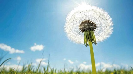 Naklejka premium A dandelion flower with its bright yellow petals open wide under the morning sun