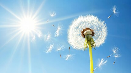 Obraz premium A dandelion flower with its bright yellow petals open wide under the morning sun