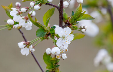A tree with white flowers is in the foreground