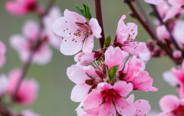 A close up of a pink flower with a few brown spots