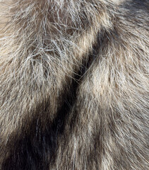 A close up of a furry animal's coat