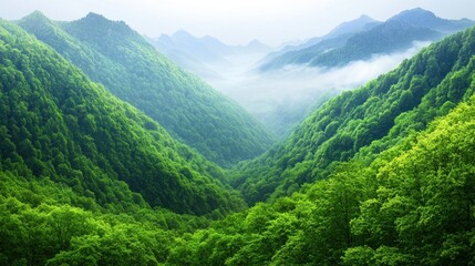 Fototapeta premium Misty Green Mountain Valley
