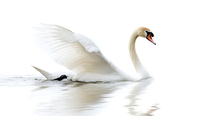 Fototapeta premium white swan on the water isolated on white background