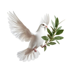 Obraz premium Serene White Dove in Flight with Olive Branch Symbolizing Peace and Freedom