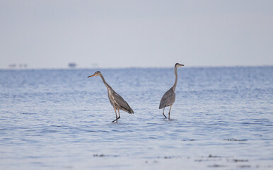 Two gray herons on the lake. Russia. Novgorod region. Lake Ilmen