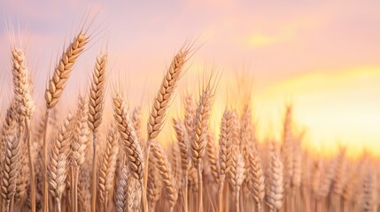 Fototapeta premium Farmland investment benefits. Golden wheat swaying softly in a sunset glow.