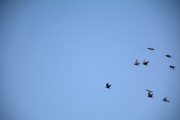 Birds in a vast blue sky, a graceful flock flying freely in formation