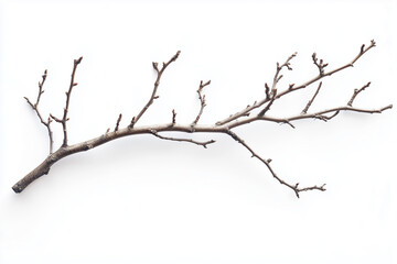 Dry tree branches isolated on white background, top view..