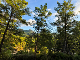 Fototapeta premium Serene forest landscape with towering trees under a clear blue sky in early morning light