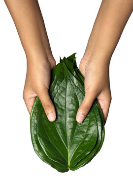 young girl holding a fresh green betel leaf isolated on the white background. (Piper betle) Thai herb, Thai food (Wildbetal Leafbush) (Piper sarmentosum Roxb)