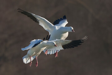 couple of snow geese fly together