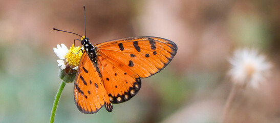 Butterfly on a flower