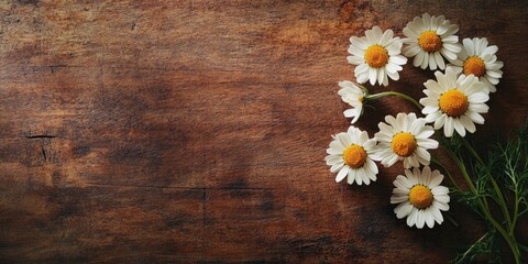Obraz premium Charming white chamomile flowers with yellow centers arranged on a rustic brown wooden surface creating a serene and natural composition.