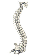 Fototapeta premium backbone on white background png transparent cut out social media post high quality