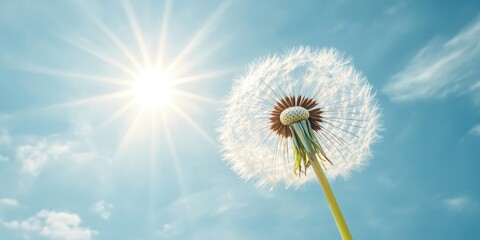 Fluffy dandelion in foreground blocking sun, vibrant blue sky with bright sun rays, creating a serene backdrop of nature and freedom.