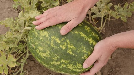 Man checks ripeness of watermelon growing in melon field by tapping it with hand.