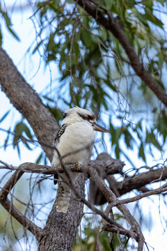 kookaburra in tree enjoying the views
