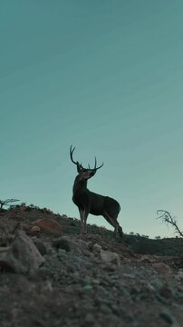 VSilueta de un venado bura en el desierto, cielo despejado