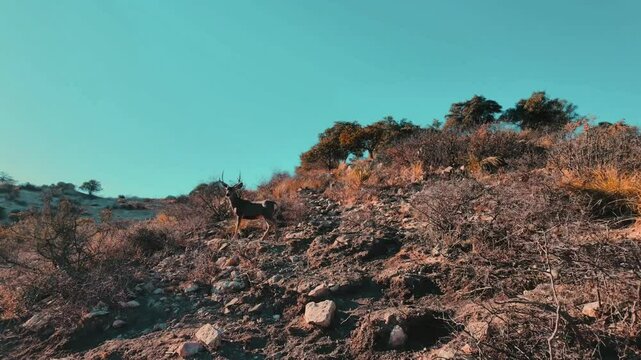 Venado bura en el desierto de Chihuahua