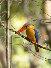 kingfisher on branch