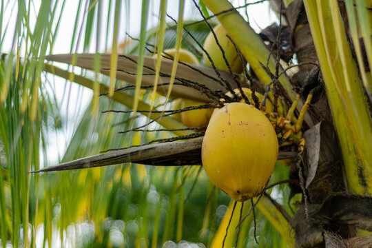Fruto de la palmera