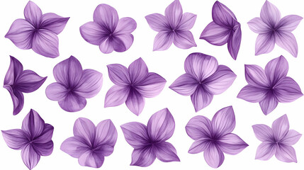 Purple flowers collection, isolated on white, floral design element for decoration, print, website