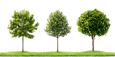 Lush green trees in various shapes on grassy landscape create serene atmosphere