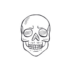 Fototapeta premium Hand drawn black and white line art human skull isolated on white background. Monochrome skeleton head design