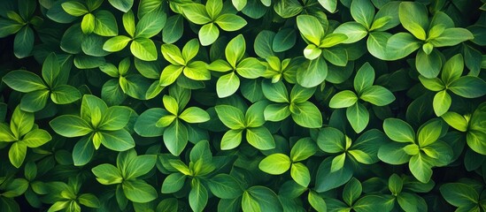 Top view of lush green forest foliage with vibrant green leaves in a dense pattern creating a serene natural background for various designs.