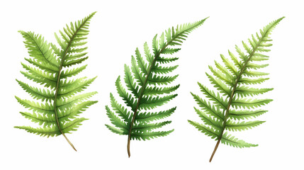 Naklejka premium Watercolor painting of three fern fronds on white background; ideal for nature-themed designs