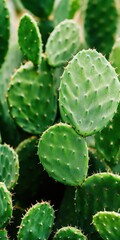 Fototapeta premium Eco-Friendly Cultivation of Prickly Pear Cactus in Sustainable Agriculture Practices