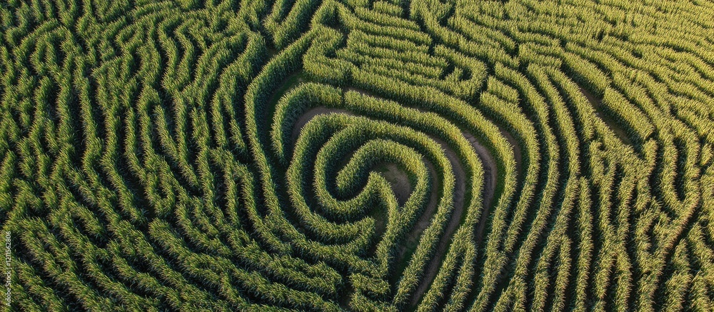 Aufkleber aerial view of a vibrant green corn field with intricate patterns captured by a drone showcasing the
