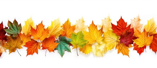 Colorful array of autumn maple leaves in shades of orange, red, yellow, and green arranged in a horizontal line on a white background.