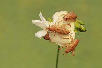 A number of young field crickets are eating winged bean flowers (Psophocarpus tetragonolobus). This insect has the scientific name Gryllus campestris.